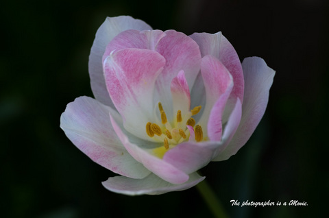 K5__0556a.jpg